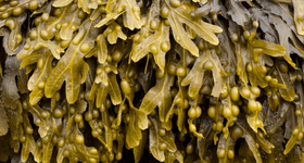 What is Bladderwrack?